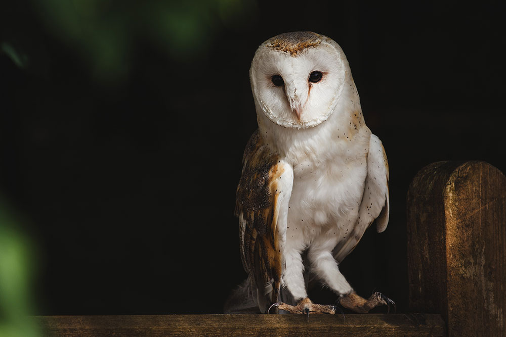 Owly